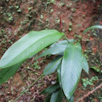 Heliconia psittacorum L.f.